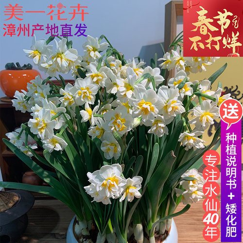 漳州水仙花种球水养花卉