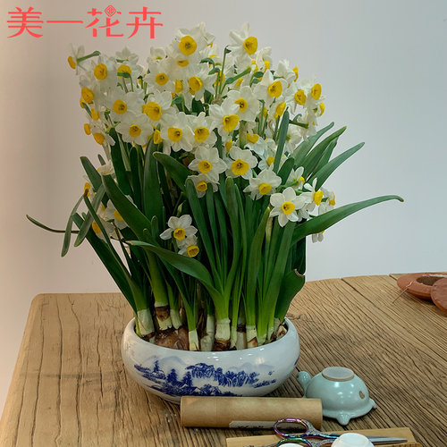 漳州水仙花种球水养花卉