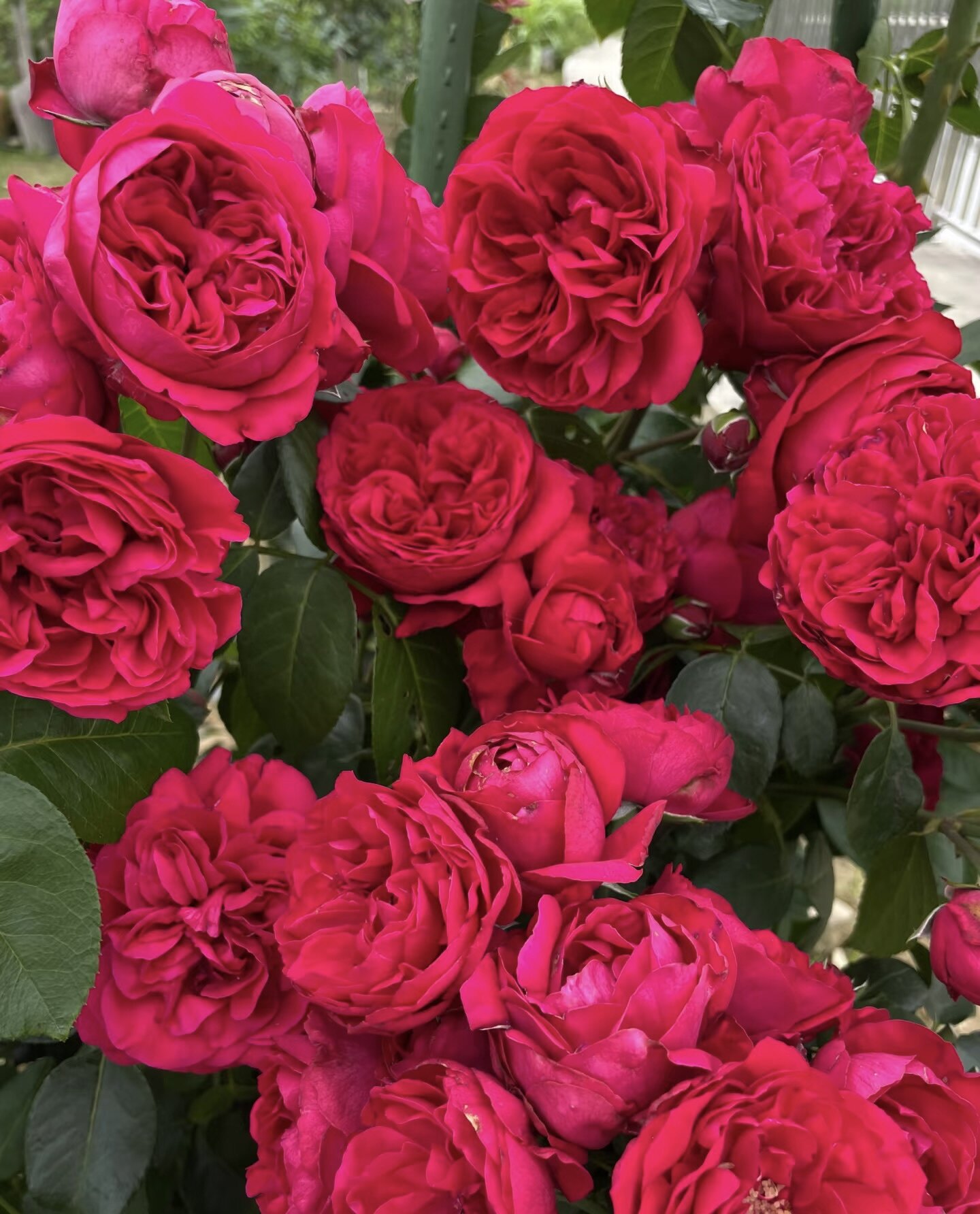 【红色龙沙宝石】可藤可灌花卉盆栽观花植物