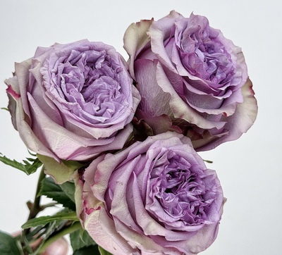 植得 1加仑独颗原生扦插多洛塔/多姿桃