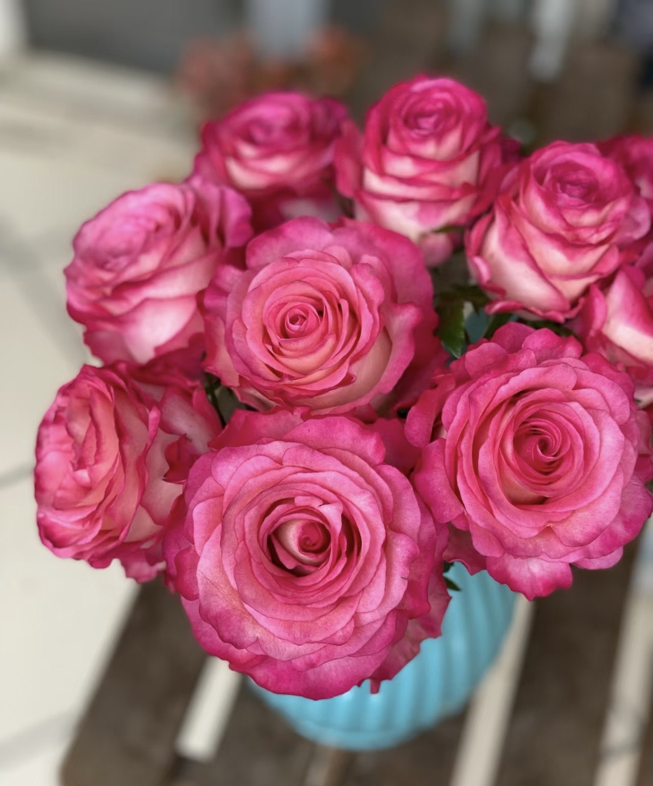 【卡门】月季花苗盆栽阳台庭院花卉四季开花