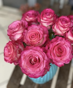 花苗盆栽阳台庭院花卉四季 月季 开花 卡门