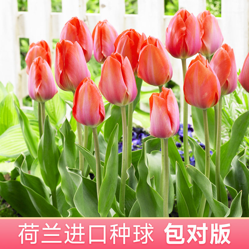 荷兰进口郁金香种球5球 秋冬耐寒盆栽花卉阳台庭院混色种子籽水培