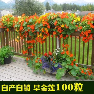 旱金莲种子旱荷花籽垂吊爬藤庭院室内阳台盆栽易活多年生满天星孑
