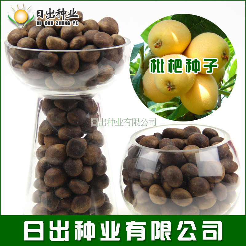 新采枇杷种子 枇杷种籽 枇杷树种子 果树种子 新种子包发芽