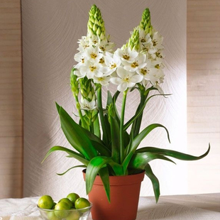 左家花园 圣心百合种球 虎眼万年青种子阳台花卉早春观花多年生