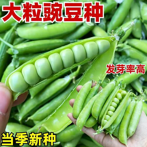 甜脆青豌豆种子四季播种