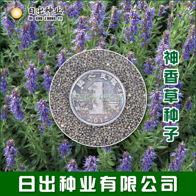 神香草种子 可食用香草花卉种子 多年生盆栽阳台易活播种