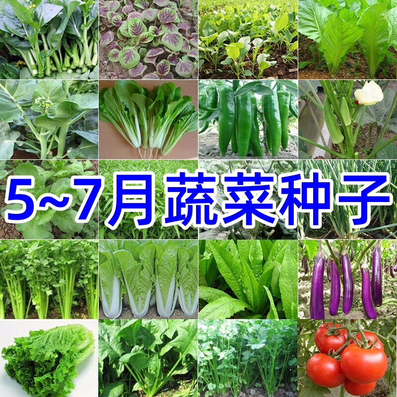 567月份适合播种蔬菜种子套餐家庭种植阳台盆栽农家小院有机耐热