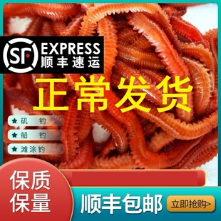 沙蚕活饵包邮海钓饵鲜活沙蚕海虫海蜈蚣海蚯蚓活饵海蚂蝗顺丰包邮