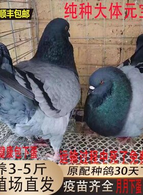 元宝鸽子特大巨型鸽子活一对特大肉鸽活物鸽子观赏鸽种鸽家养包活