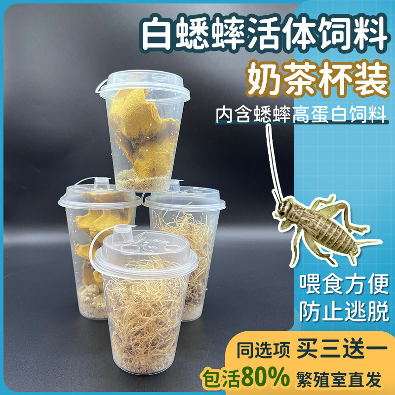 蟋蟀活体饲料奶茶杯装防逃脱内含高蛋白饲料守宫食物蜥蜴螳螂蜘蛛图片