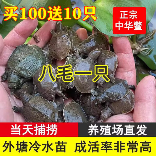 甲鱼苗活体1元一只外塘养殖冷水小甲鱼团鱼水鱼王八中华鳖苗包活