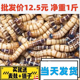广东优质蛋白虫种虫大麦虫面包虫活体虫守宫蜥蜘蛛鸟活食包邮特价