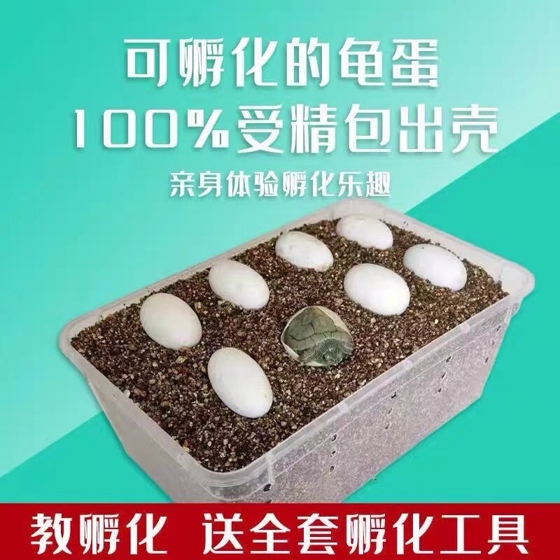 可孵化乌龟蛋宠物龟蛋草龟巴西龟墨龟花龟蛋学生孵化蛋包孵化龟蛋