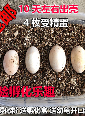 可孵化乌龟蛋招财龟活体中华草龟墨龟活物巴西龟鳄鱼龟学生孵化蛋
