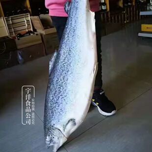 整条三文鱼到货三文鱼刺身一条大约14斤批发