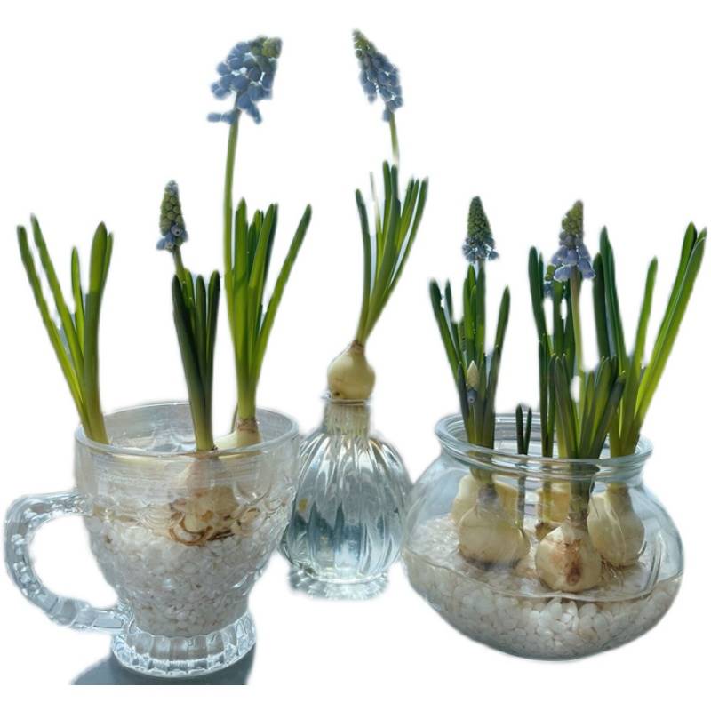 极速适合水养的花葡萄风信子种球水培G花卉植物室内盆栽好养活阳