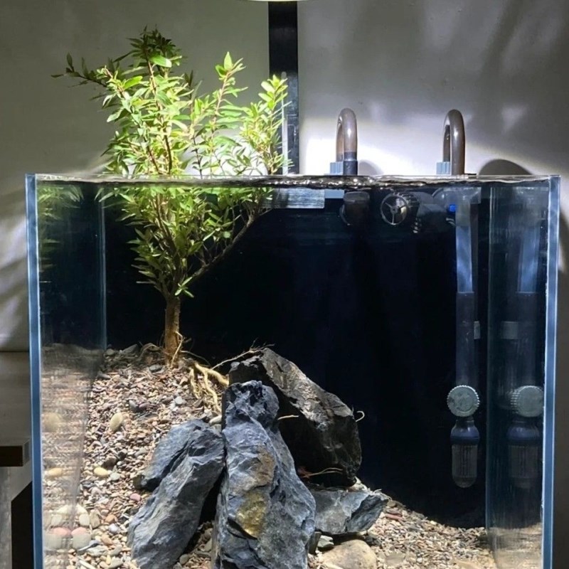 极速水杨梅植物水培植q物和鱼共养水杨梅鱼缸造景水缸造景植物阴