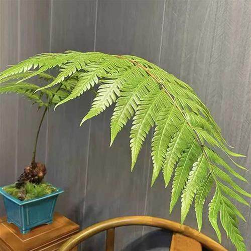 极速老桩勒竹小叶簕m竹蕨正宗小叶刺竹佛肚竹观音竹连身竹成品竹