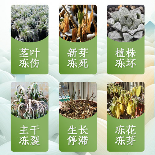 极速植物冷却液绿植花卉抗u冻剂抗寒室内盆栽多肉防寒磁化防冻剂