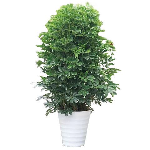 极速四季常青八方来m财鸭脚木室内阳台绿植盆栽花发财树招财树吸