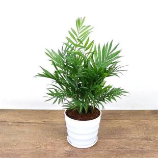 极速室内盆栽植物不需要阳光w喜阴散尾葵凤尾竹盆栽客厅绿植常青