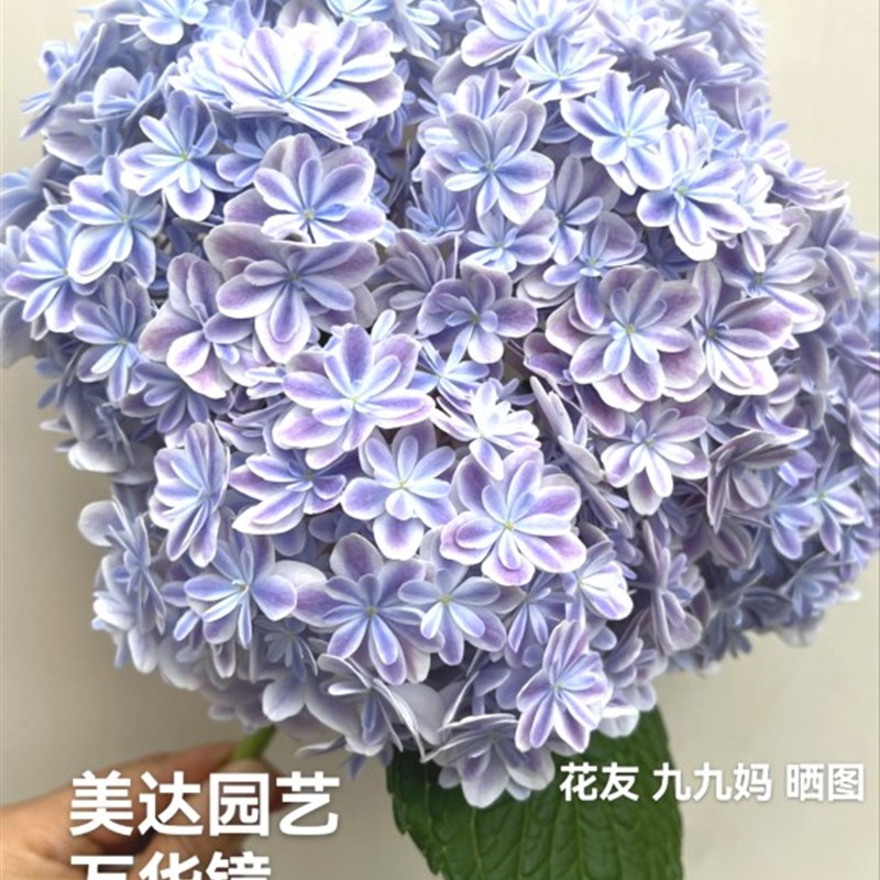 极速大花重瓣绣球花苗 万花镜z 万华镜 一1加仑中大苗 经典品种