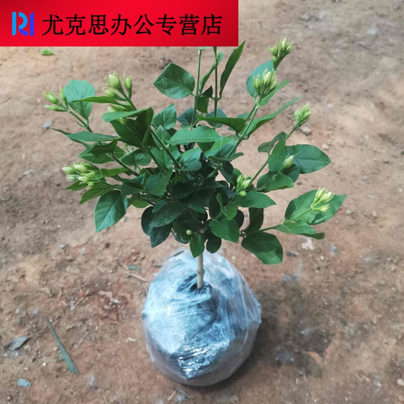极速独杆笔尖茉莉花苗单瓣v盆栽室内植物重瓣白茉莉独杆笔尖茉莉4