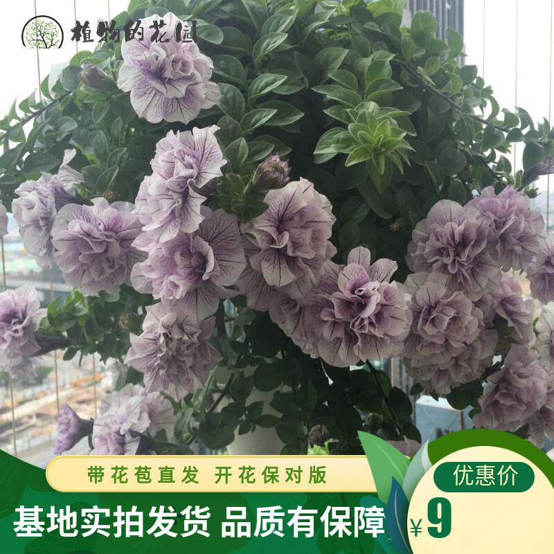 极速新重瓣矮牵牛盆栽带花垂吊花卉盆z栽多品种冰淡X紫矮牵牛四季