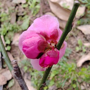 极速【湖西梅园】j22原生小宫粉梅花扦插两年苗熟桩精品一物一拍