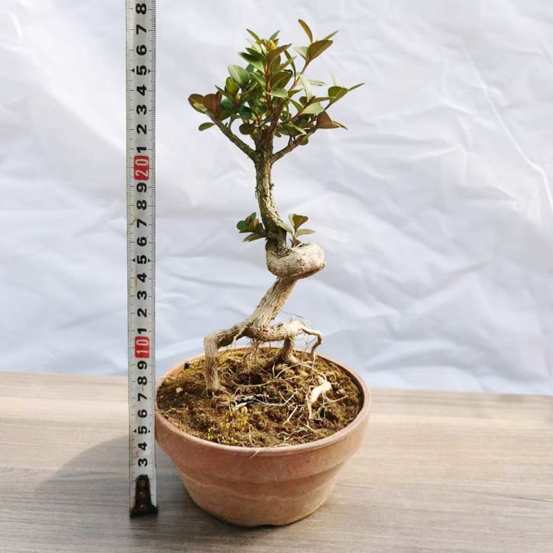 极速瓜子黄杨盆景造型黄杨老桩实物矮霸造型黄杨盆景四Y季常青树