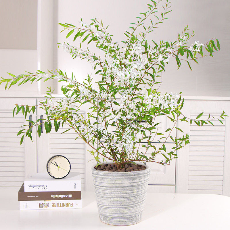 极速雪柳鲜枝水养办公室桌面观赏插花植K物重瓣雪柳水培室内干支