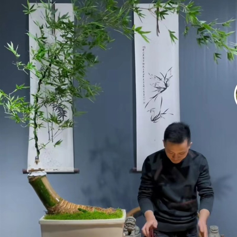 极速小叶簕竹盆景簕竹桌面绿植A创意文人茶几盆景岭南稀有竹室内