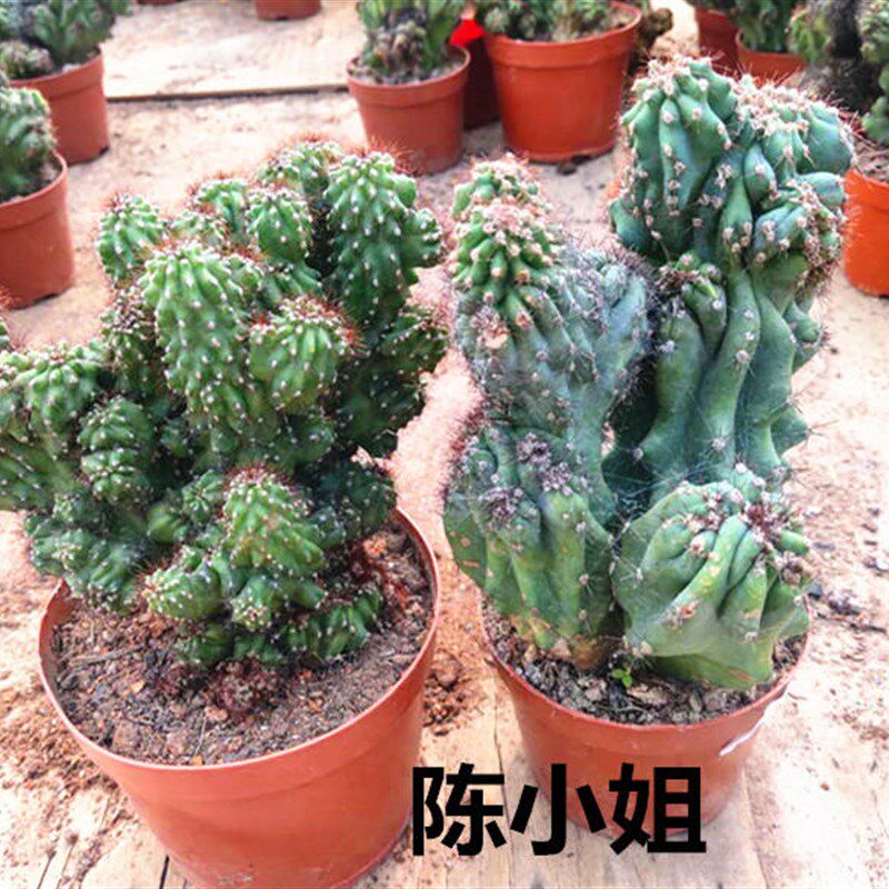 极速仙人山虎头罗汉山影拳 仙人掌类沙生多肉植物 虎头山影 盆栽