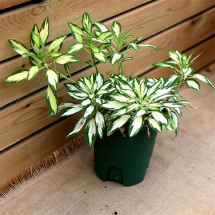 极速进口六出花锦盆栽花叶宿根花卉多年生花期长耐寒稀.有花卉观