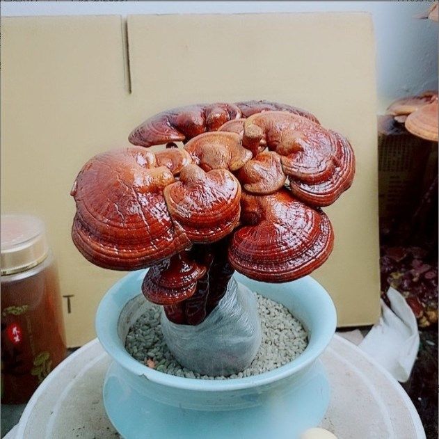 极速灵芝盆栽灵芝种植q苗灵芝种植菌包灵芝菌种灵芝盆景灵芝摆件
