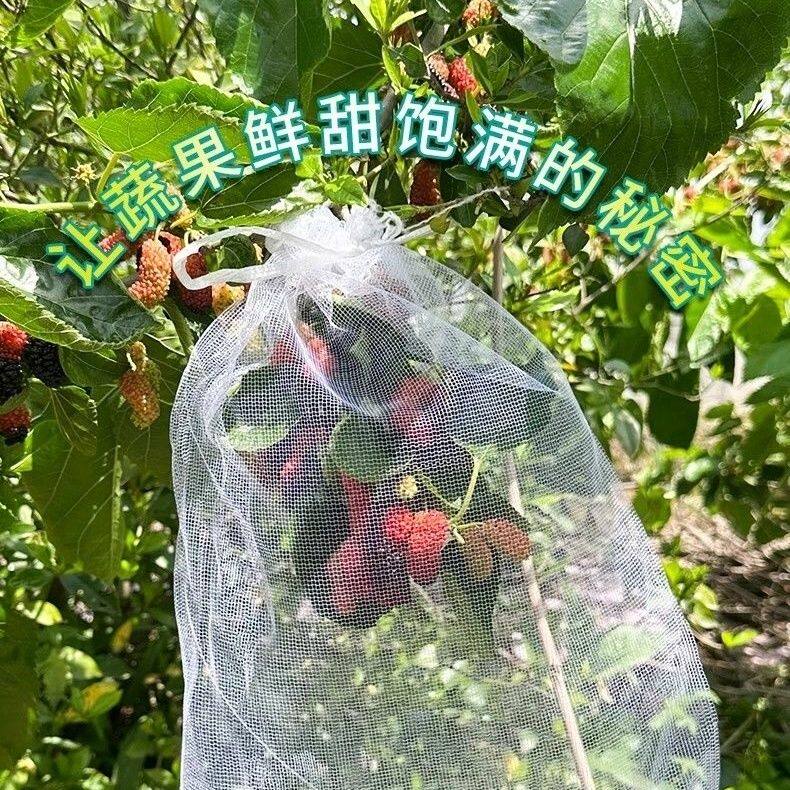 透光透气防虫纱网袋葡萄枇杷果树防果蝇防鸟瓜果育苗套袋