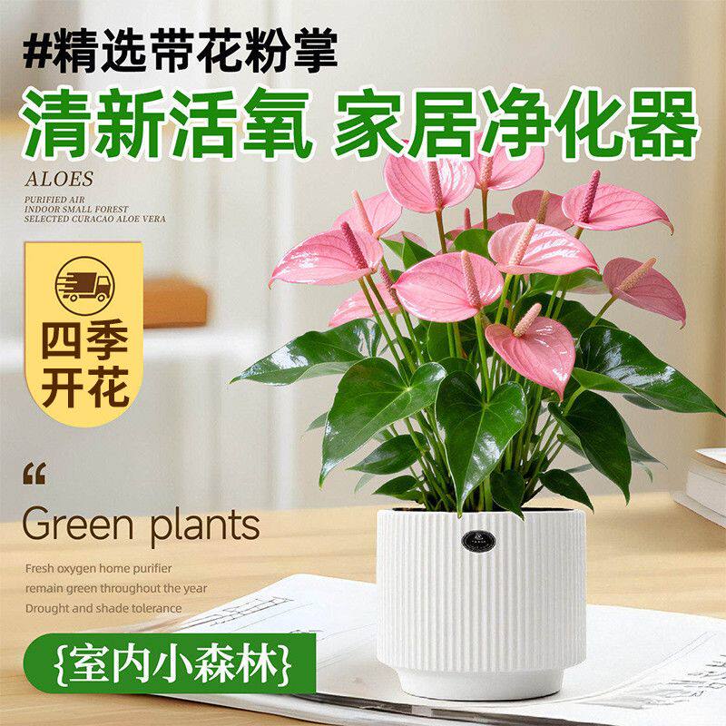 好好看 ! ! 带盆带花粉掌净化空气好养易活室内绿植玫瑰鲜花盆栽
