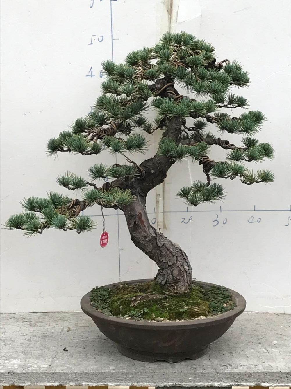 五针松盆景树桩造型  悬崖迎客临水式盆景 古桩五针松盆景实物