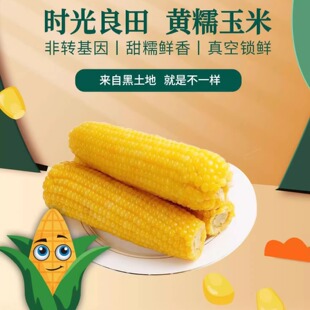 时光良田正宗东北新黄糯玉米软糯拉丝独立真空包装黑土地一年一季