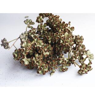 爆款干花风铃果僵尸果奇异果冷色系森系真花家居插花配材果子手工