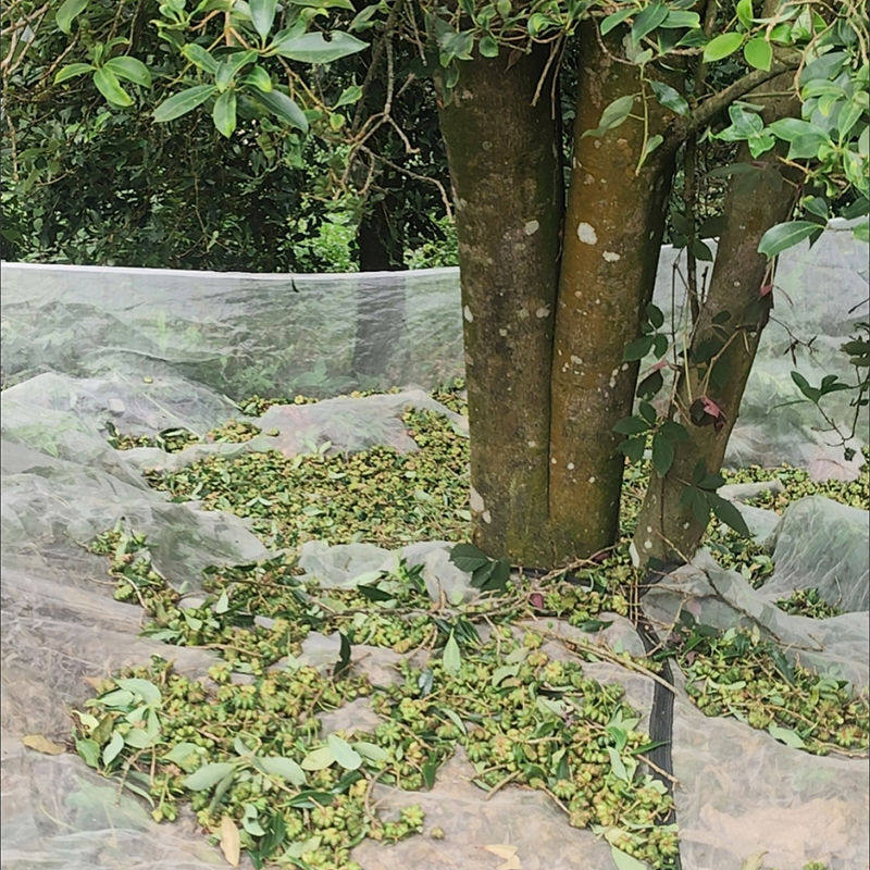 果子青梅采收专用可包树根落地网敲八角桂花专用铺地收集网可定制