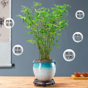 极速新疆西藏e包邮米竹盆栽凤尾竹子苗盆景室内庭院四季常青好养