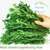 2025年紫花苜蓿草干o草兔子豚鼠龙猫荷兰猪毛重1000g 包邮 幼兔牧草