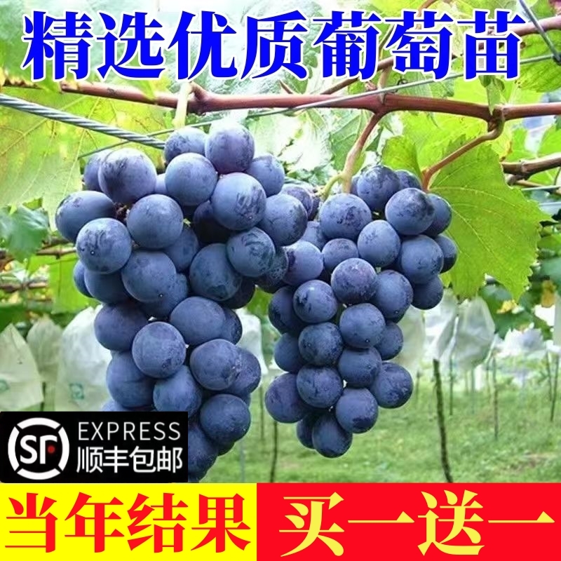 巨峰葡萄苖阳光玫瑰蓝宝石葡萄树苗无籽南方北方种植盆栽庭院爬藤