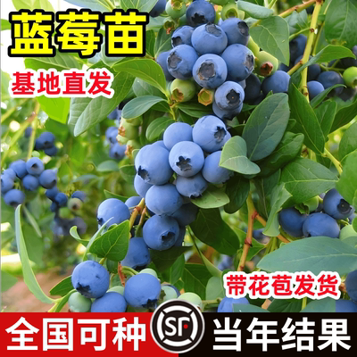 蓝莓树果苗蓝莓苗盆栽地栽果苗带大果南北方种植苗兔眼绿宝石果树