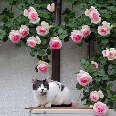 蔷薇爬藤月季花苗特大花玫瑰藤本大花卉盆栽室外庭院植物四季开花