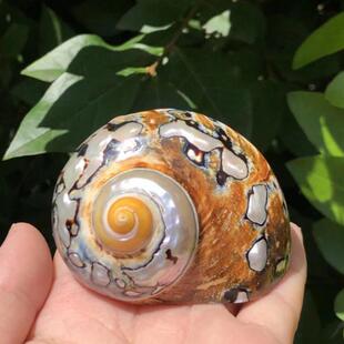 爆款天然南非蝾螺海螺号角可吹贝壳摆件工艺品鱼缸造景小摆件