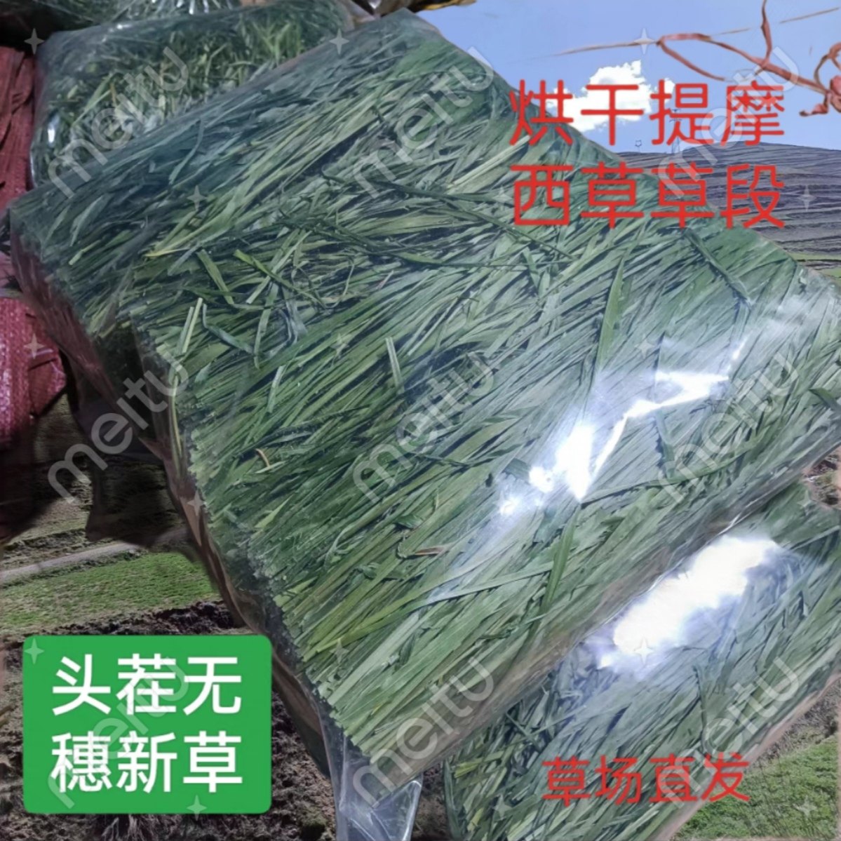 提摩西草无穗烘干干草大耳兔